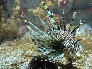 lion-fish-rhodes-aquarium.jpg