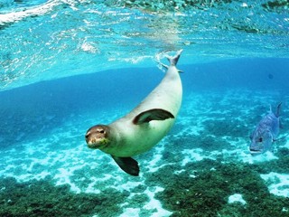 monkseal-1024x750.jpg