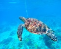 Caretta Caretta Turtle in Zante