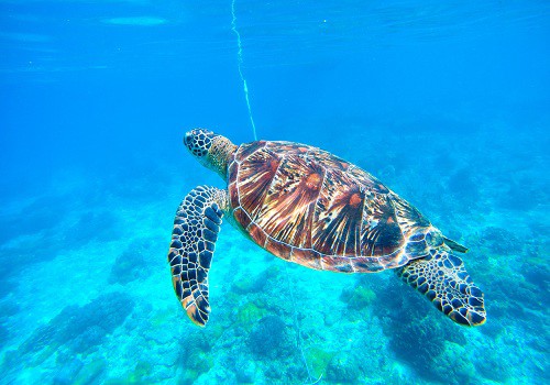 Caretta Caretta Turtle in Zante