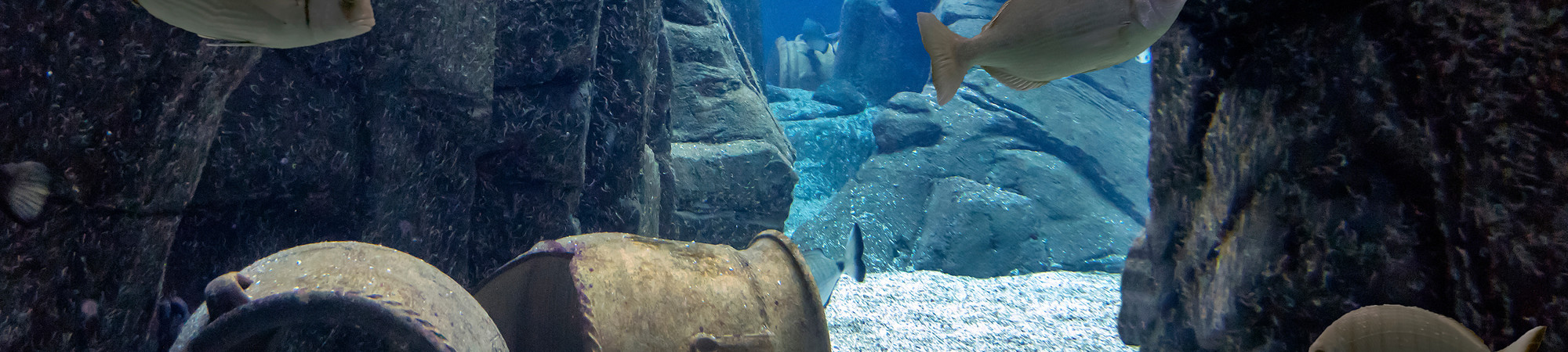 Cretaquarium