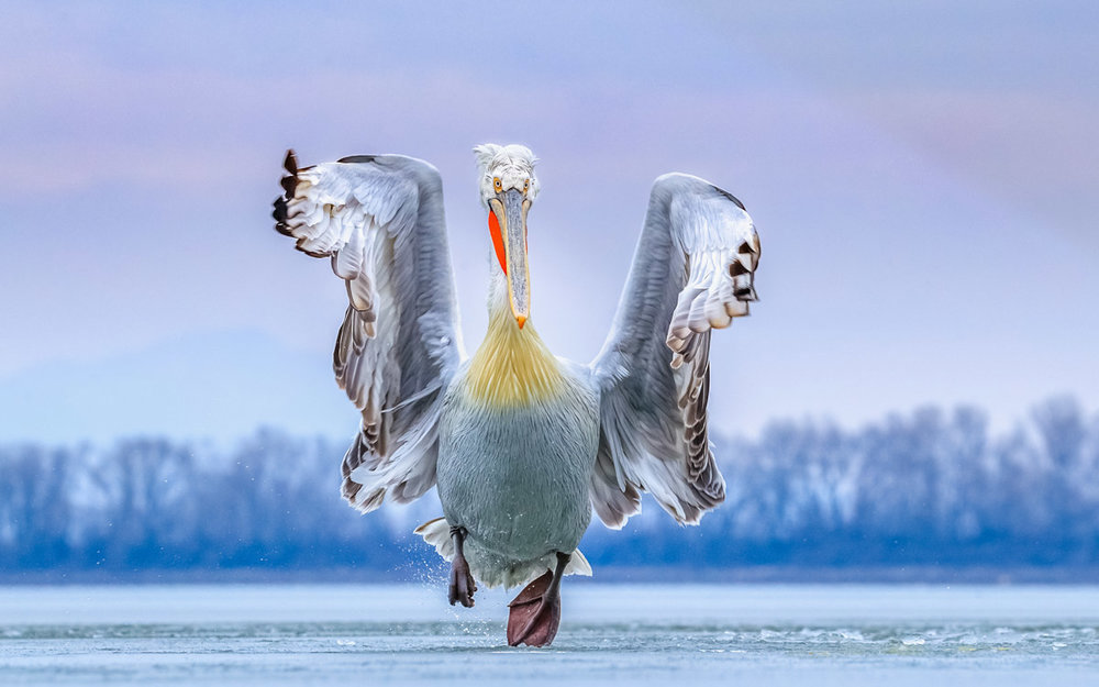 Best+Portrait+Gold+Award+and+BPOTY+2019+Winner.jpg