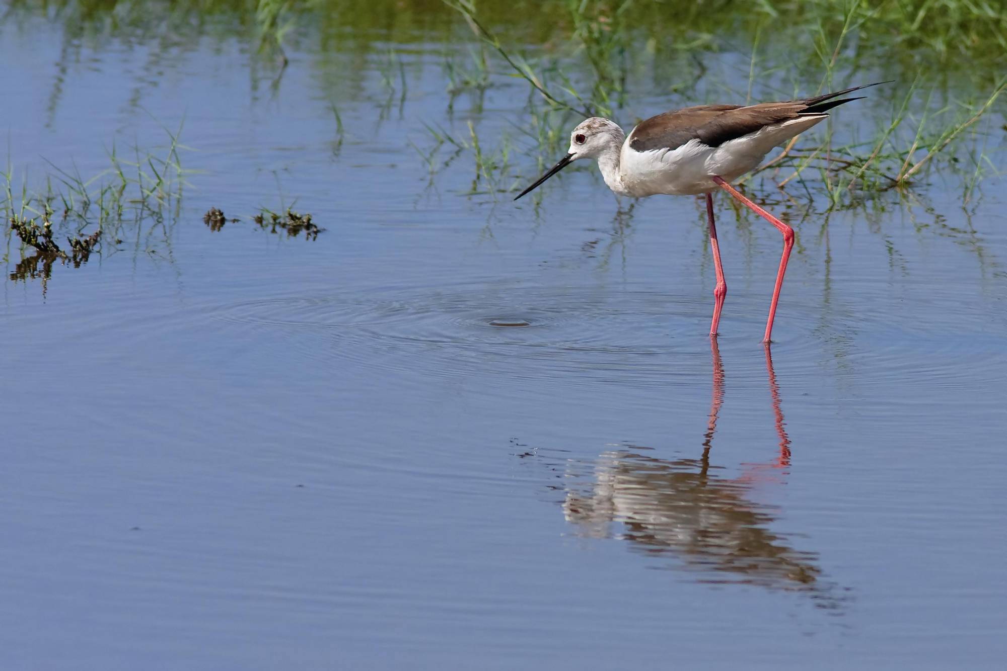 saniwetlands-8.jpg