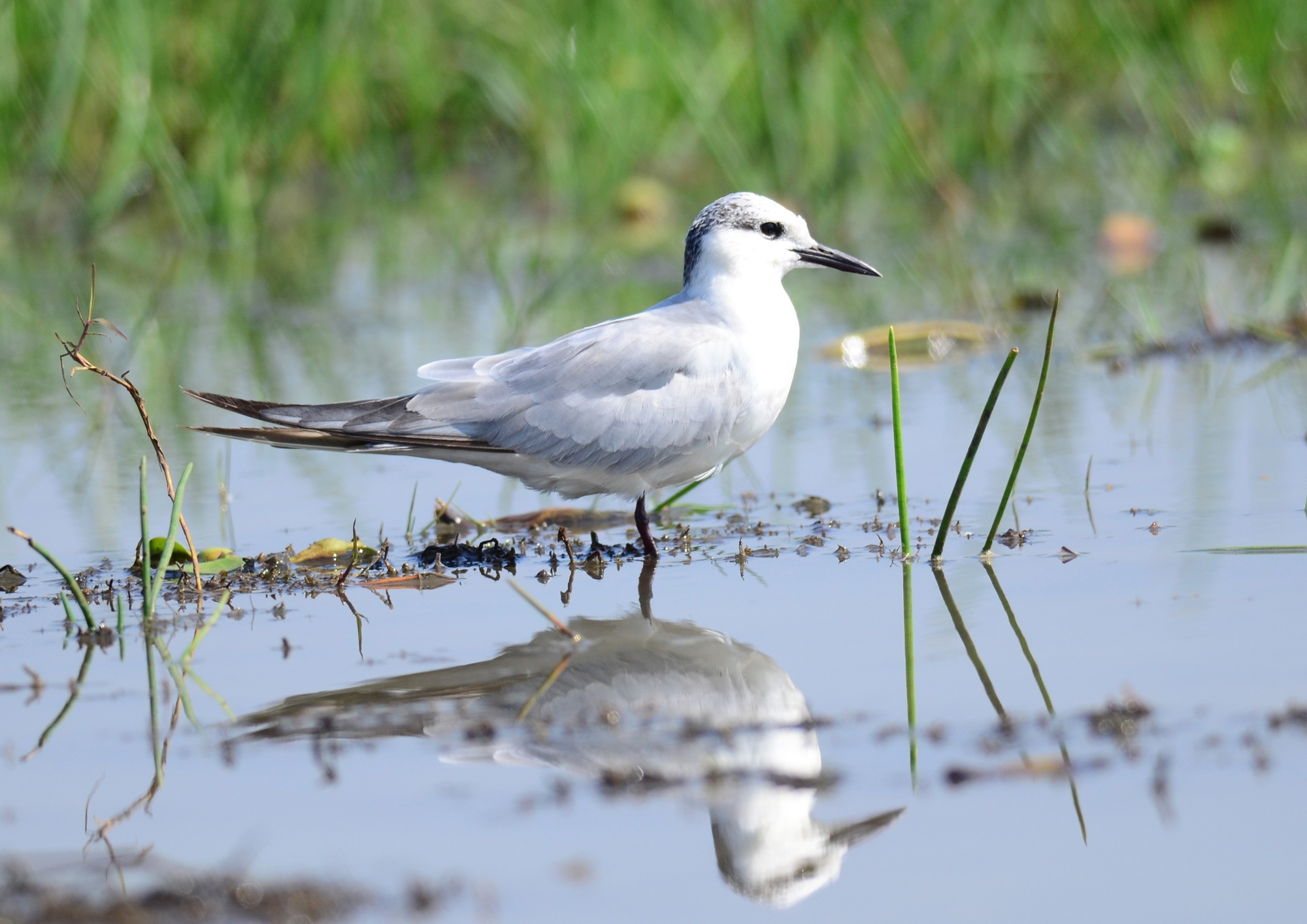 nature-marsh-bird-wildlife-beak-fauna-895651-pxhere.com.jpg