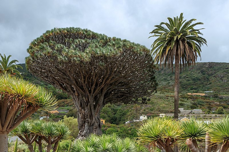 El Drago Tenerife - oldest tree on Earth.jpg