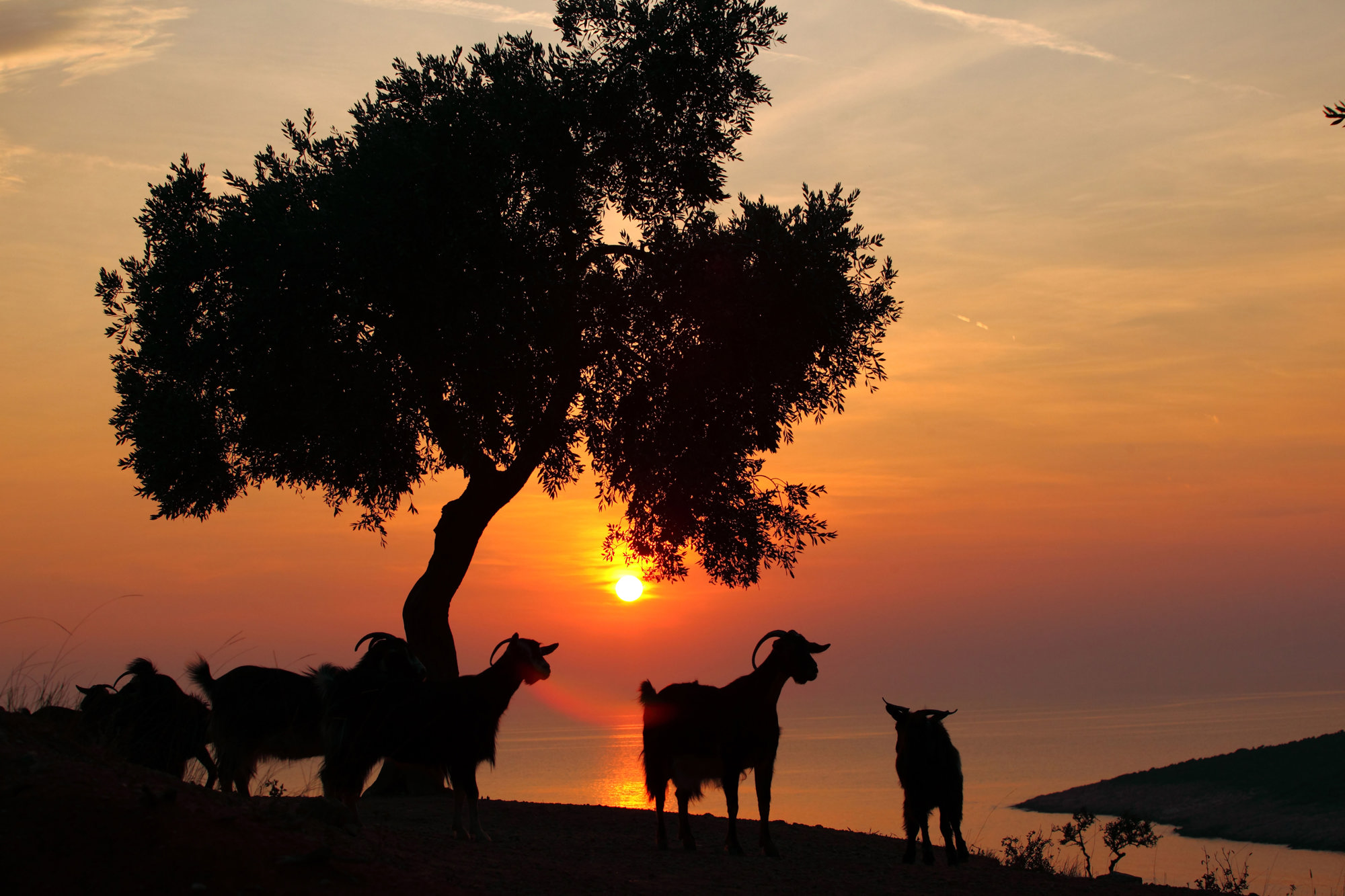 Goats and sunset.jpg