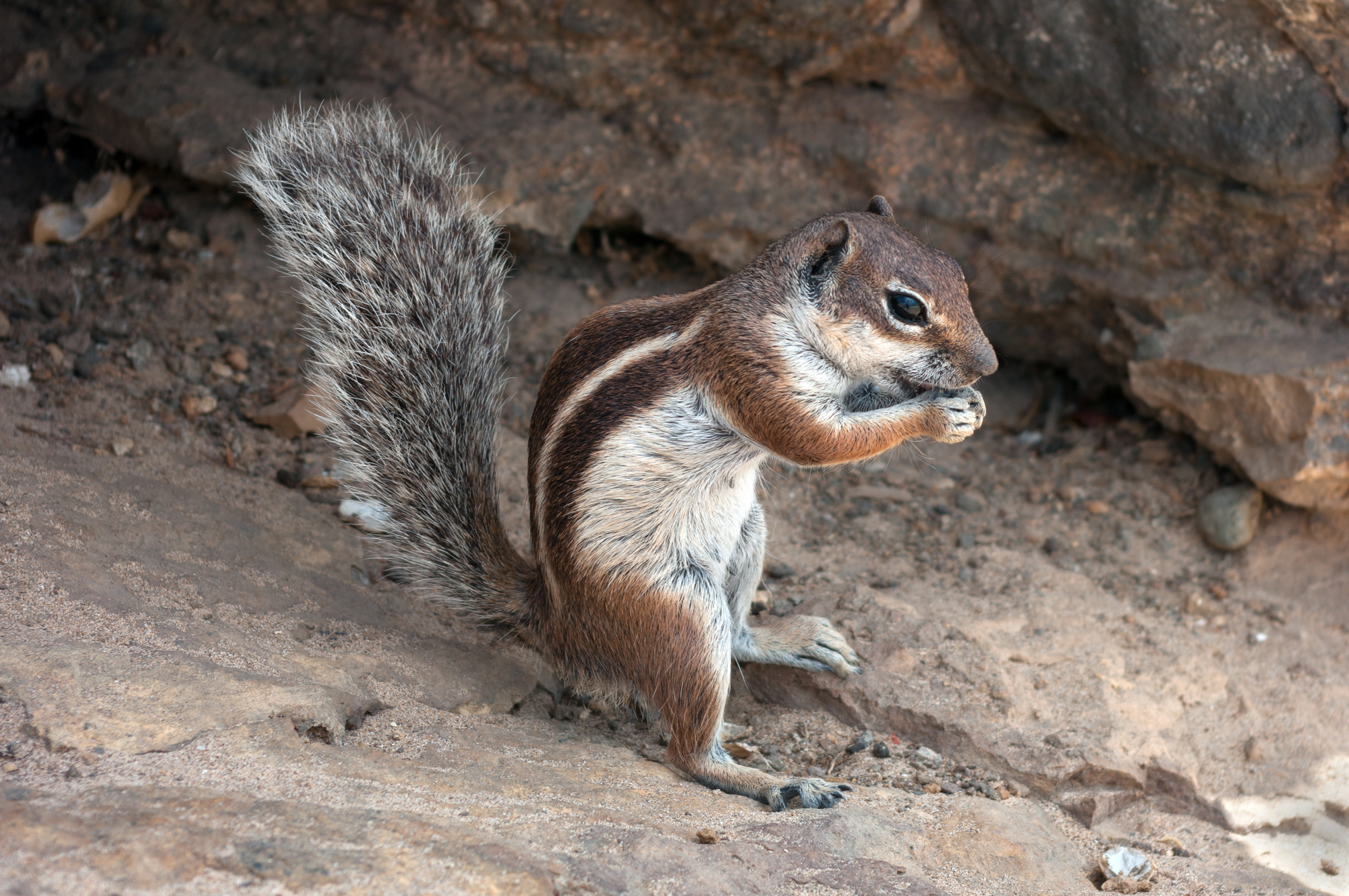 Fuerteventura Chipmunks