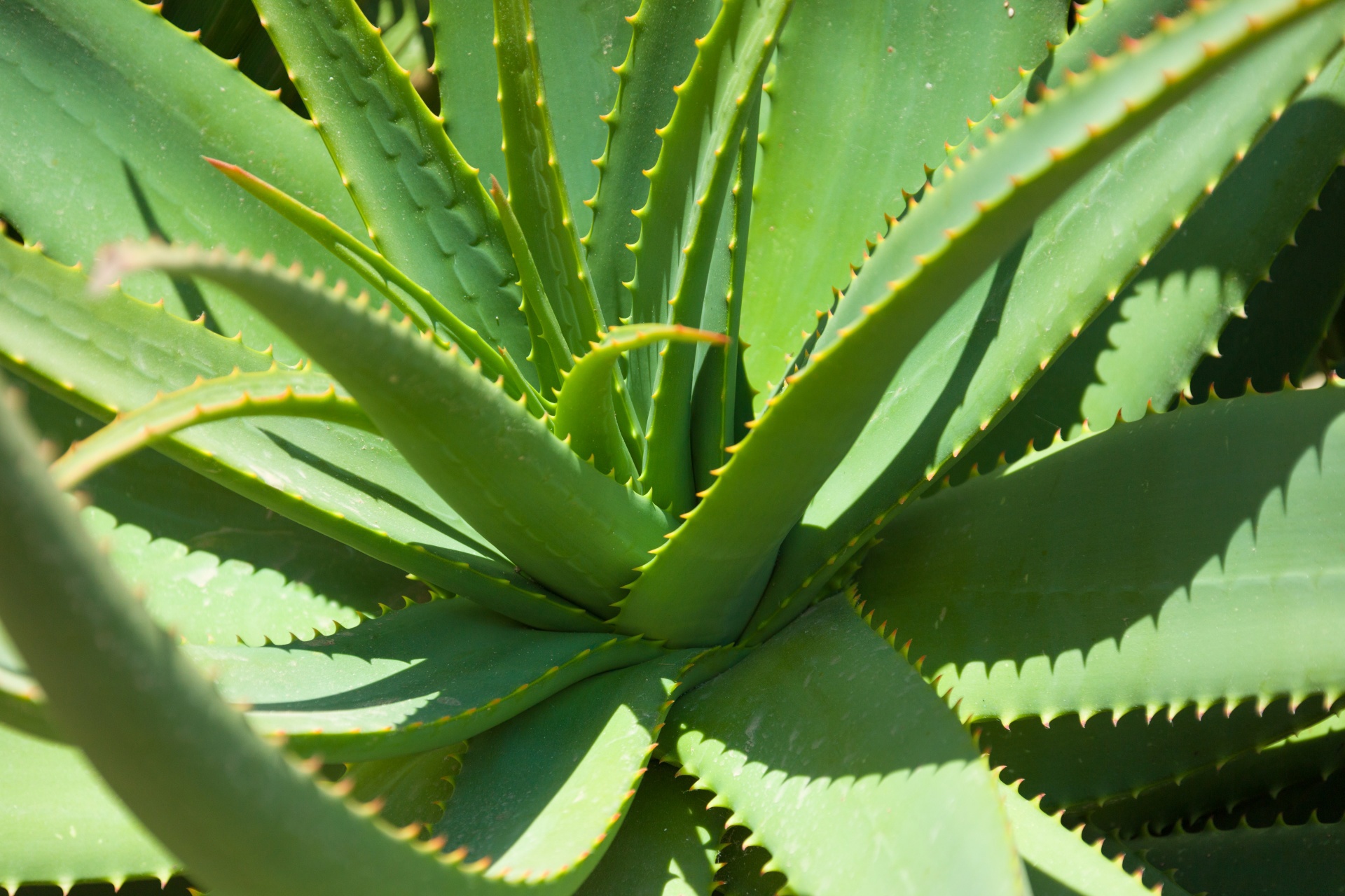 Aloe Vera Plant 1484074843Ryr