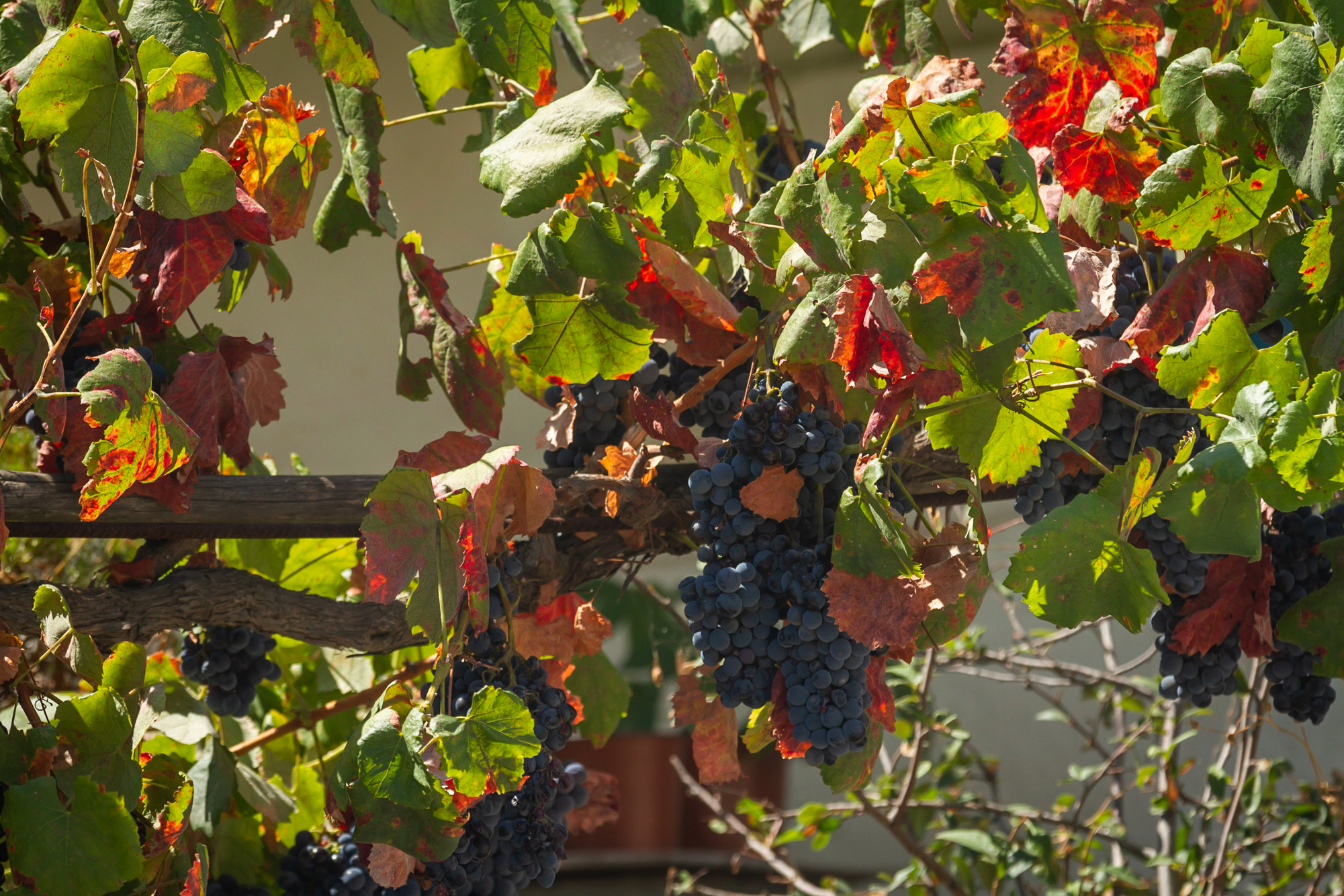 Grapes Samos Island