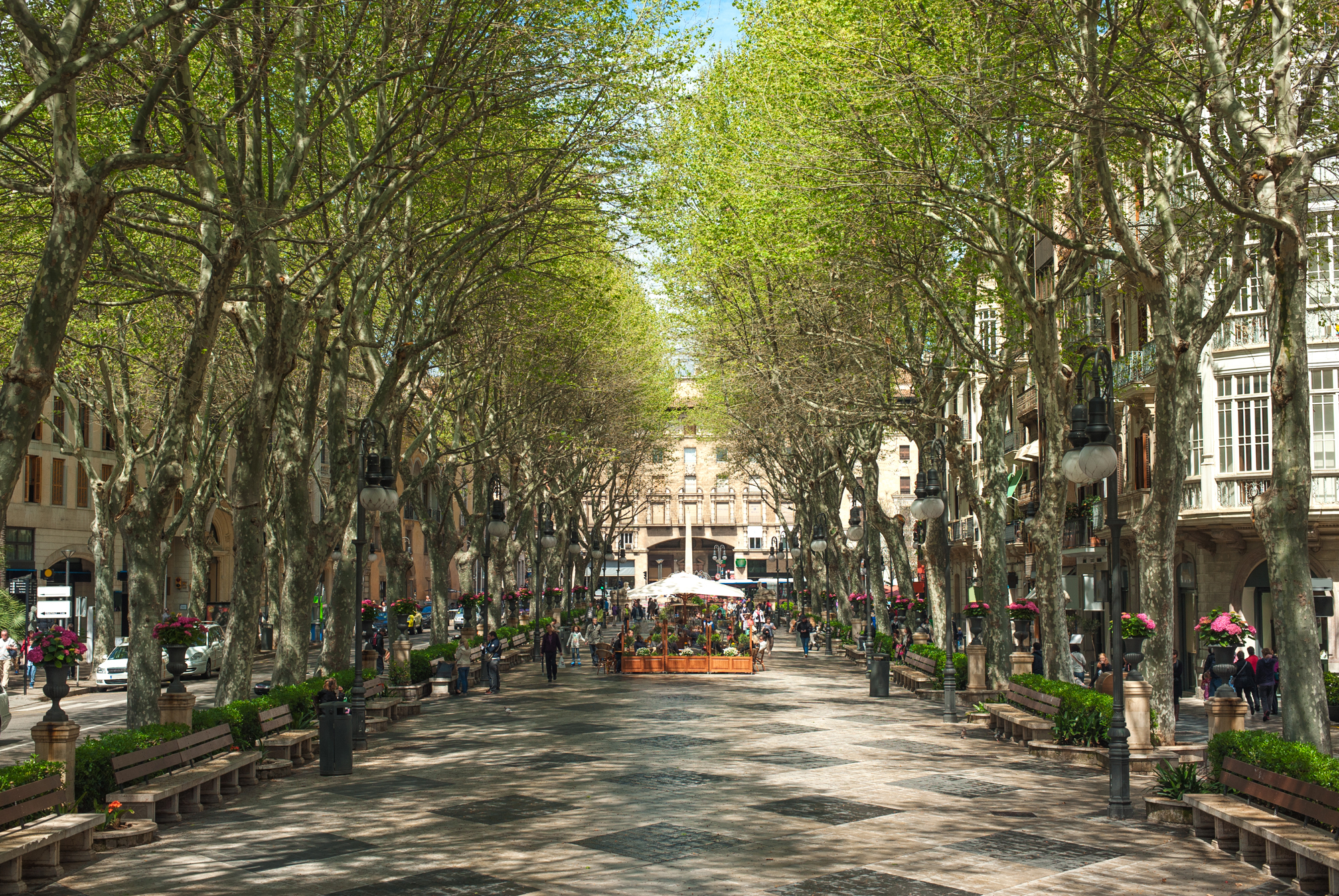 Palma Paseo Del Borne