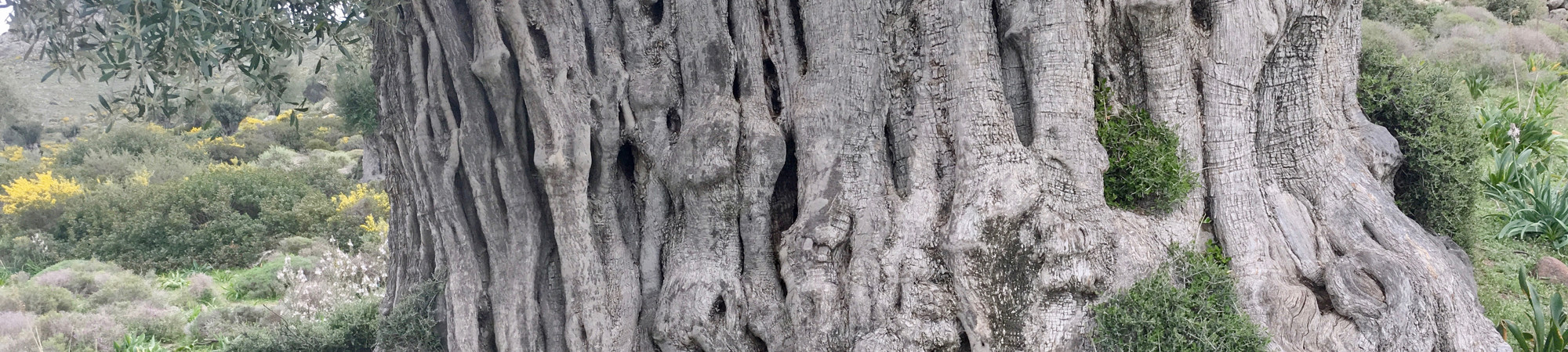 Giant trees in ancient Valley of Olives in Aegina