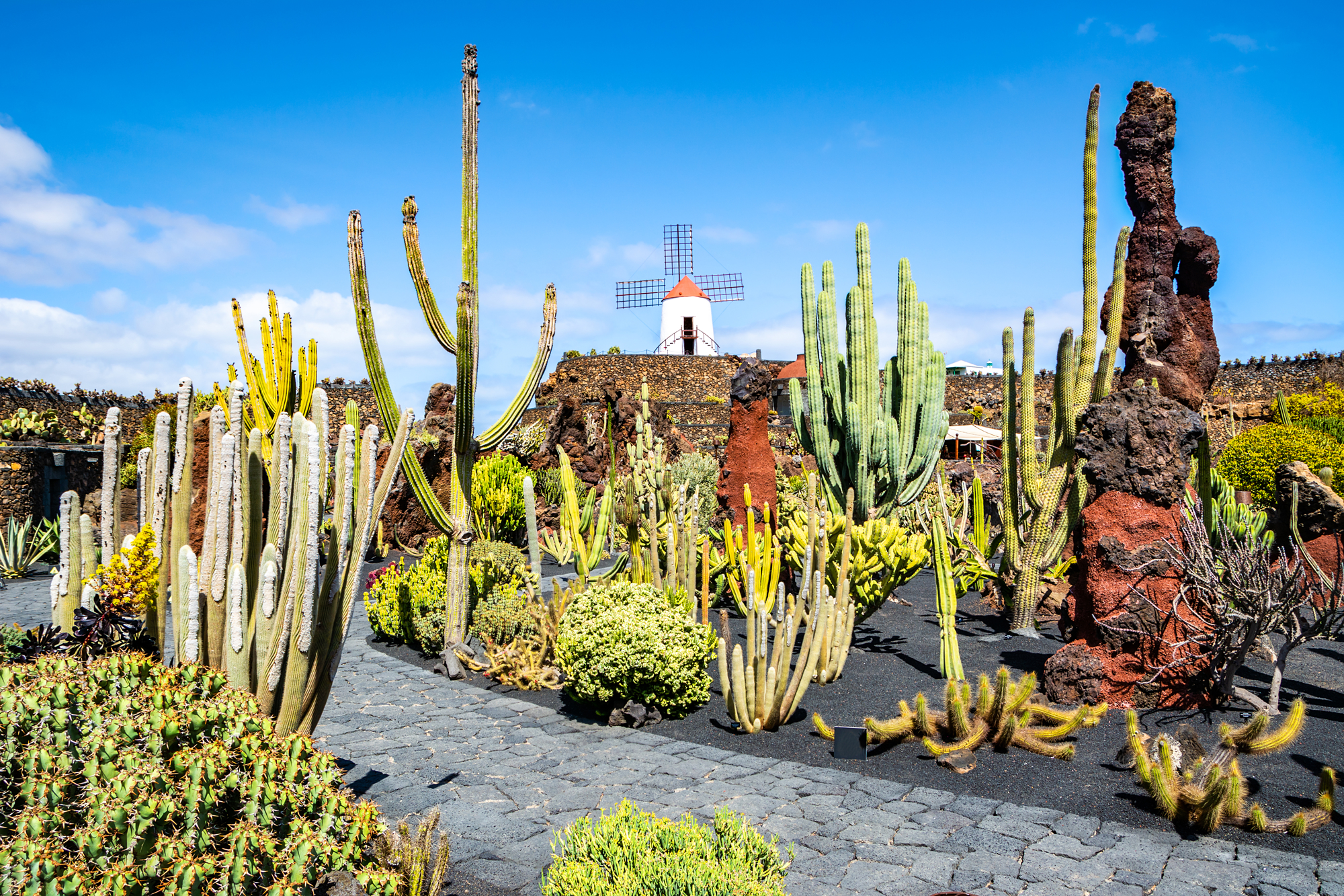 Cactus Garden