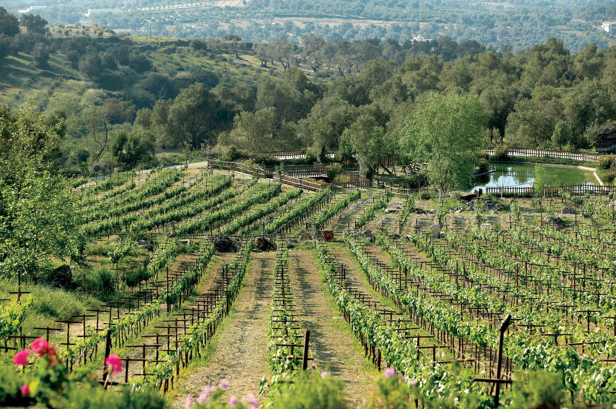 5 Vineyards At Agrecofarms