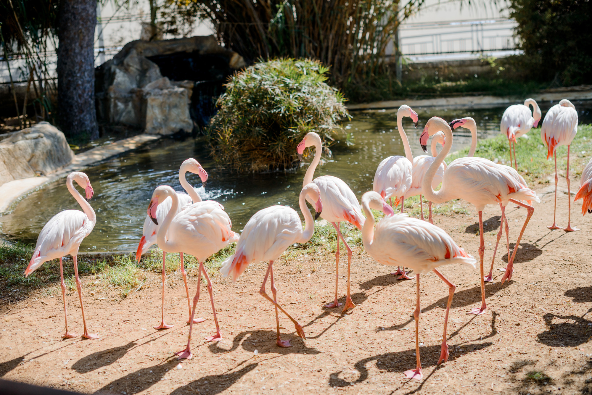 Flamingos