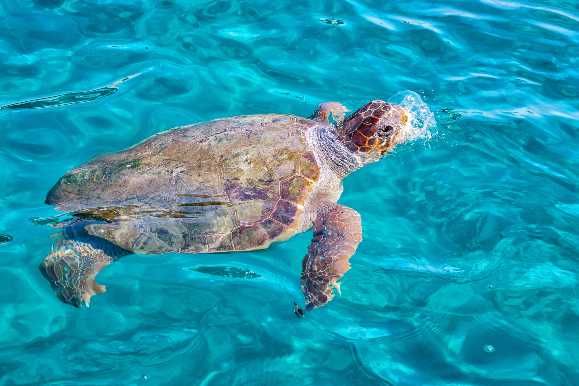 Loggerhead Turtles