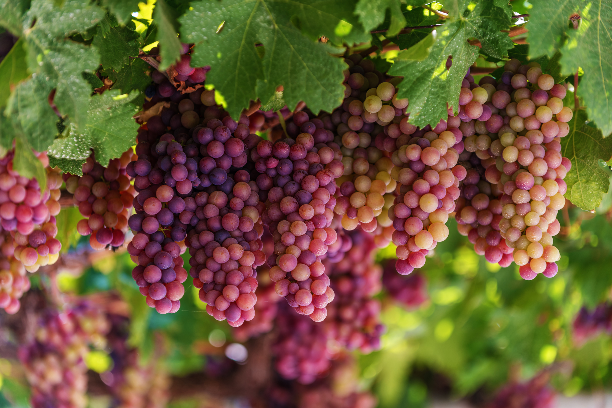 Grapes In Crete Olympic Holidays