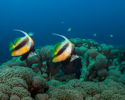 Masked Bannerfish (Heniochus Monoceros)